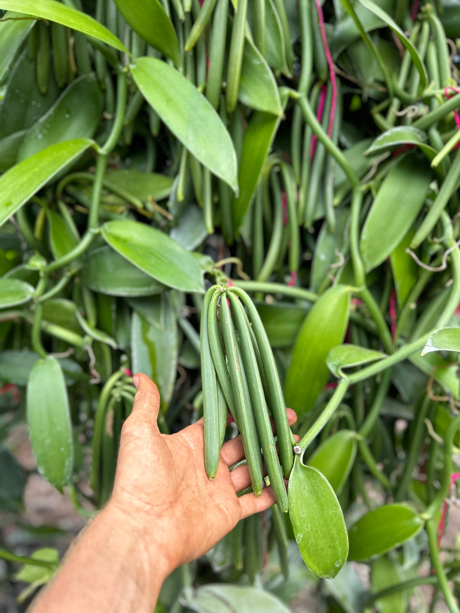 madagascar vanilla seeds for planting Madagascar - Planifolia - GROUND Vanilla Beans
