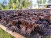 Madagascar - Planifolia Vanilla Beans - vanillasoftheworld.com