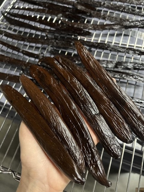 Madagascar - Pompona XL Hybrid Vanilla Beans