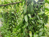 Madagascar - Pompona XL Hybrid Vanilla Beans