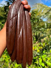 Madagascar - Pompona XL Hybrid Vanilla Beans