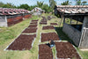 Madagascar - Tahitensis Vanilla Beans