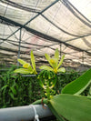 Malaysia - Planifolia Vanilla Beans - vanillasoftheworld.com