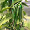 Malaysia - Planifolia Vanilla Beans - vanillasoftheworld.com