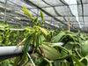 Malaysia - Planifolia Vanilla Beans - vanillasoftheworld.com