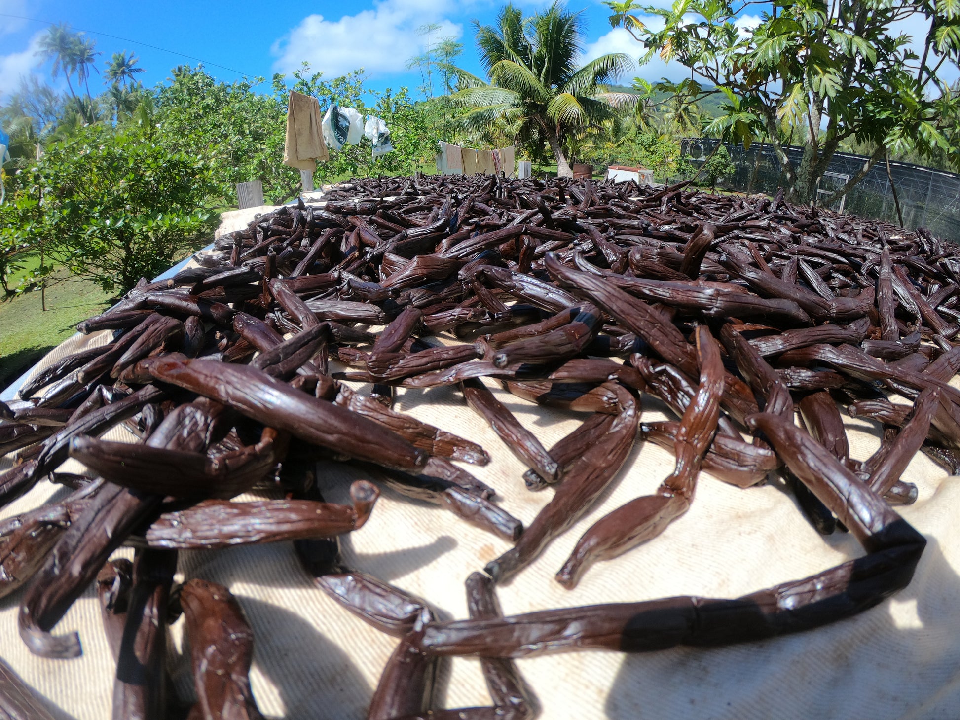 Marquesas Islands - Tahitensis Vanilla Beans - vanillasoftheworld.com