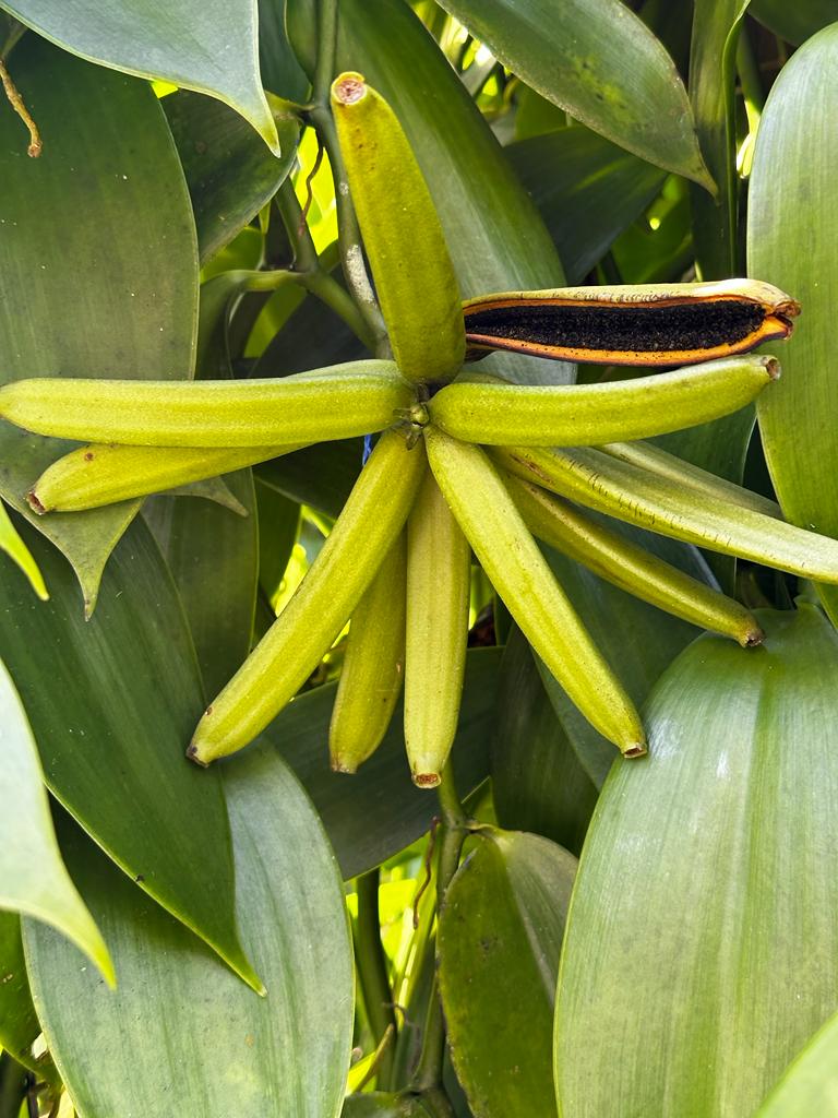 Mexico - Cribbiana Vanilla Beans - vanillasoftheworld.com