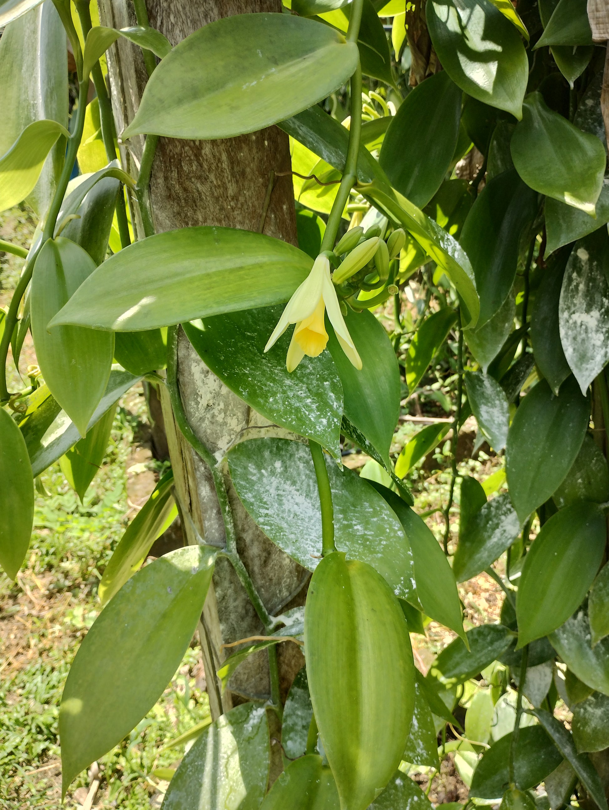 Mexico - Cribbiana Vanilla Beans - vanillasoftheworld.com