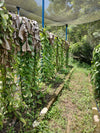 Mexico - Cribbiana Vanilla Beans - vanillasoftheworld.com