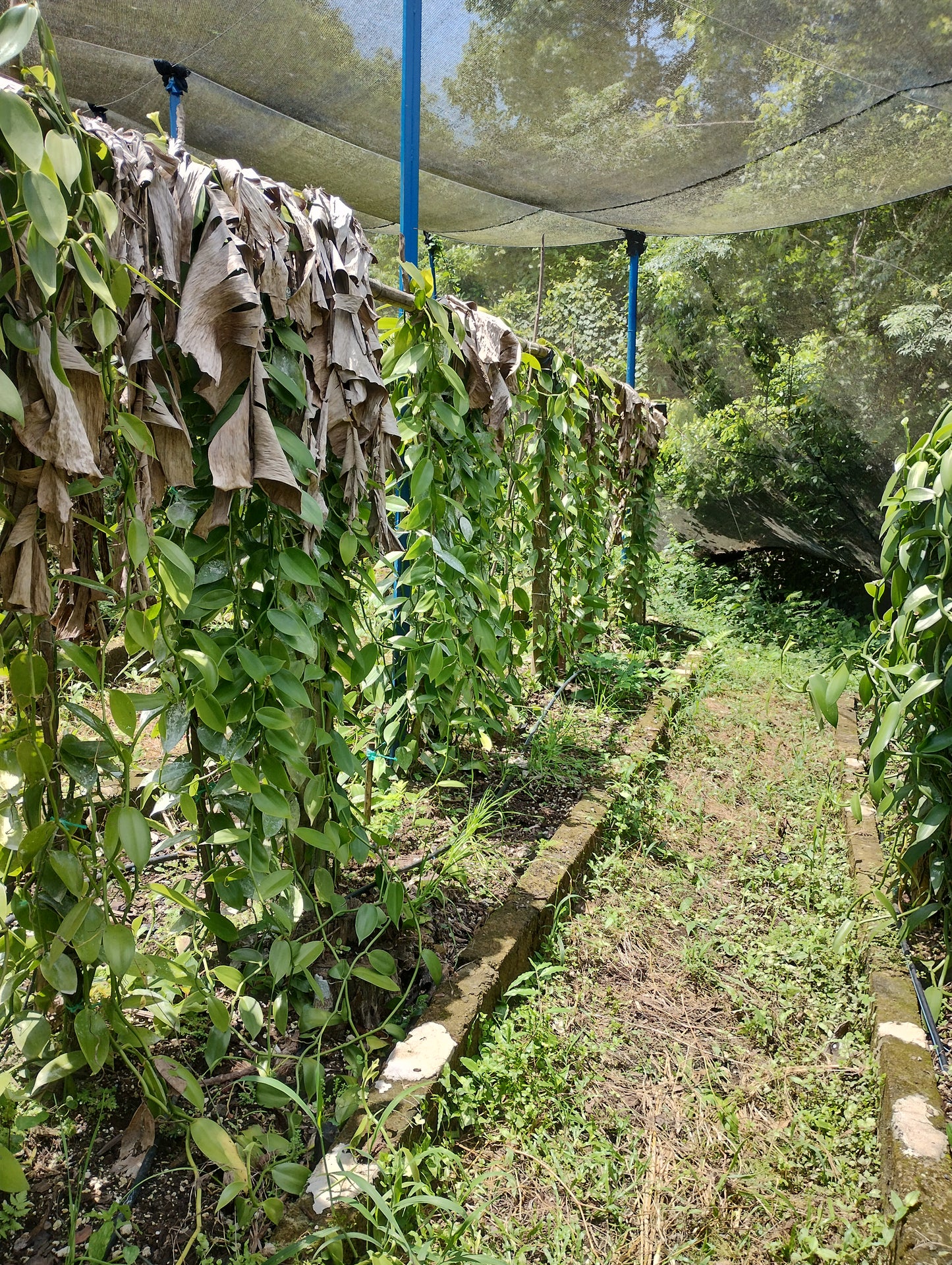 Mexico - Cribbiana Vanilla Beans - vanillasoftheworld.com