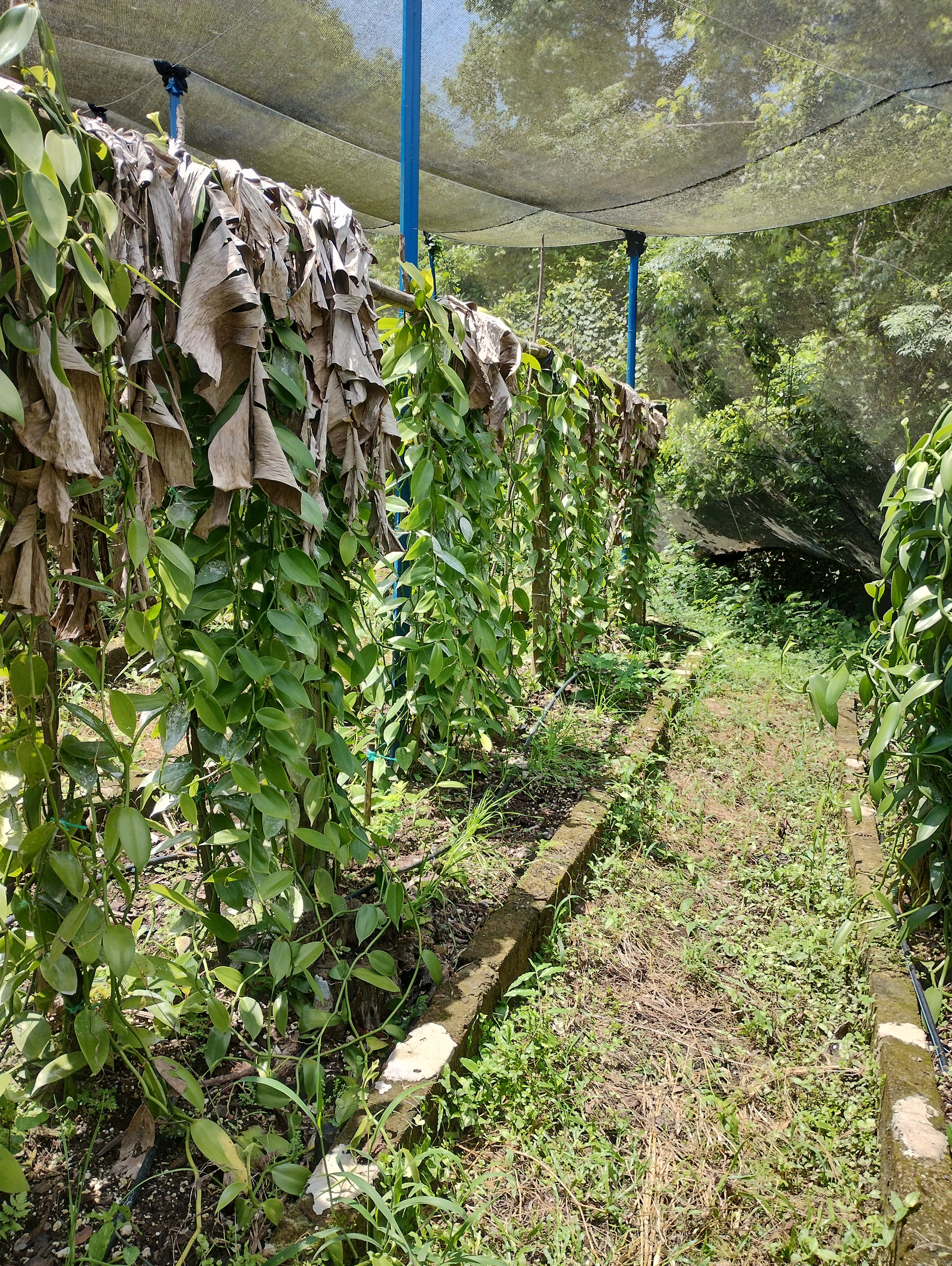 Mexico - Cribbiana Vanilla Beans - vanillasoftheworld.com