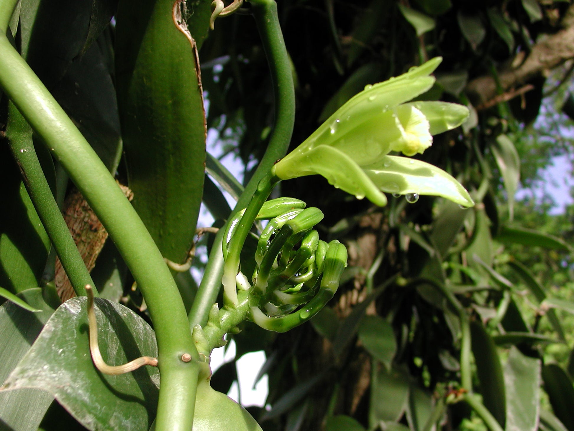 Mexico - Planifolia Vanilla Beans - vanillasoftheworld.com
