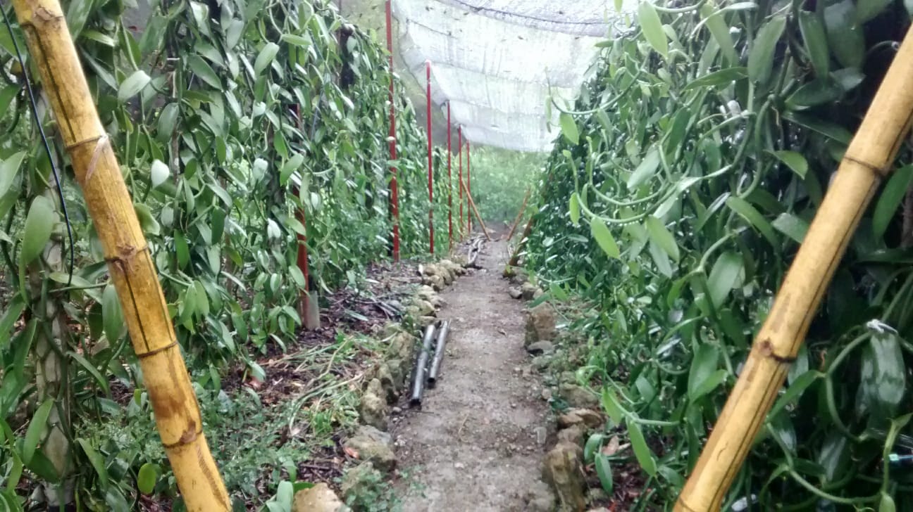 Mexico - Planifolia Vanilla Beans - vanillasoftheworld.com