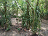 Mexico - Planifolia Vanilla Beans - vanillasoftheworld.com