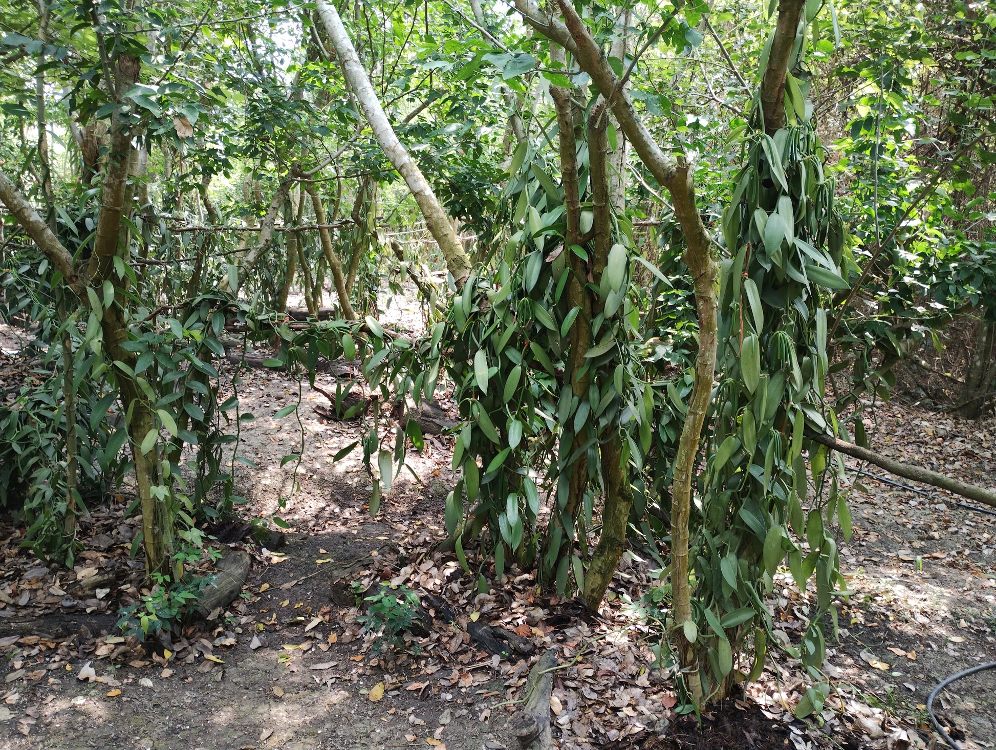Mexico - Planifolia Vanilla Beans - vanillasoftheworld.com