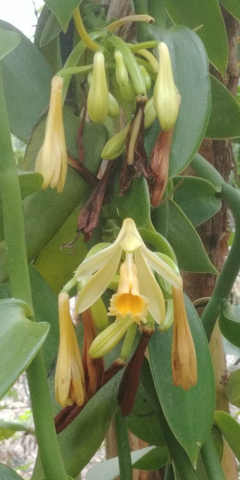 Mexico - Pompona Vanilla Beans - vanillasoftheworld.com