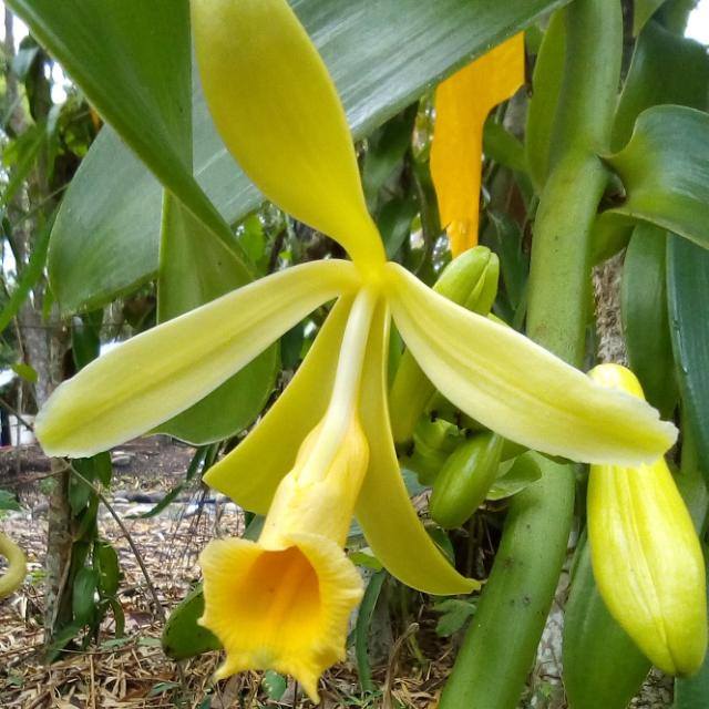 Nicaragua - Pompona Vanilla Beans - vanillasoftheworld.com