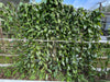 Mexico - Pompona Vanilla Beans - vanillasoftheworld.com