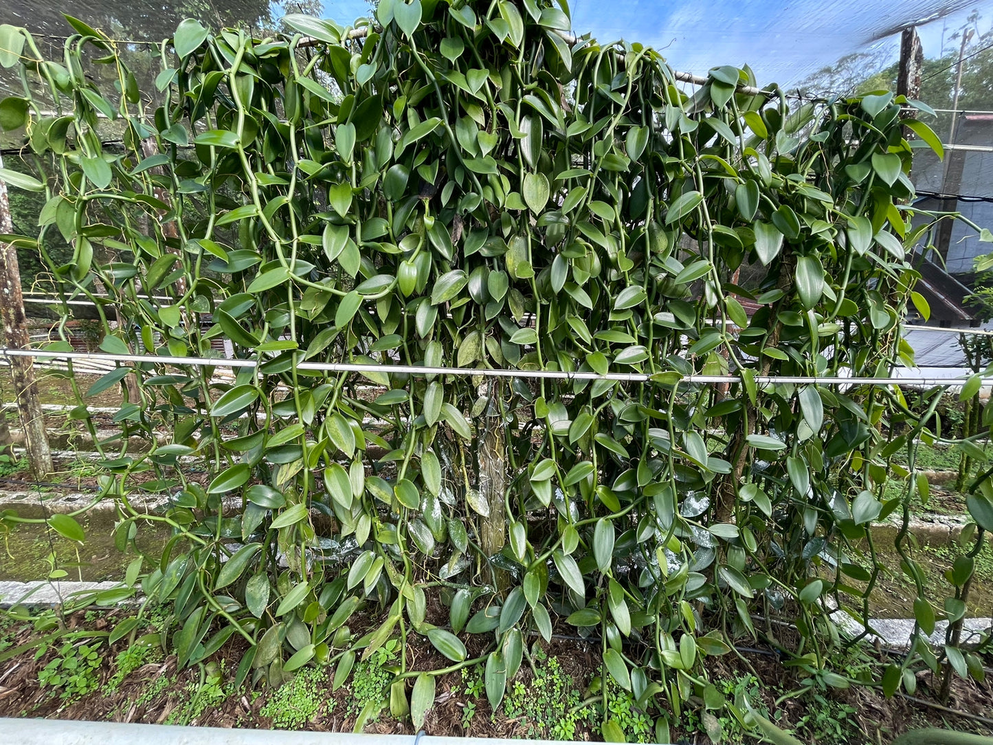 Mexico - Pompona Vanilla Beans - vanillasoftheworld.com