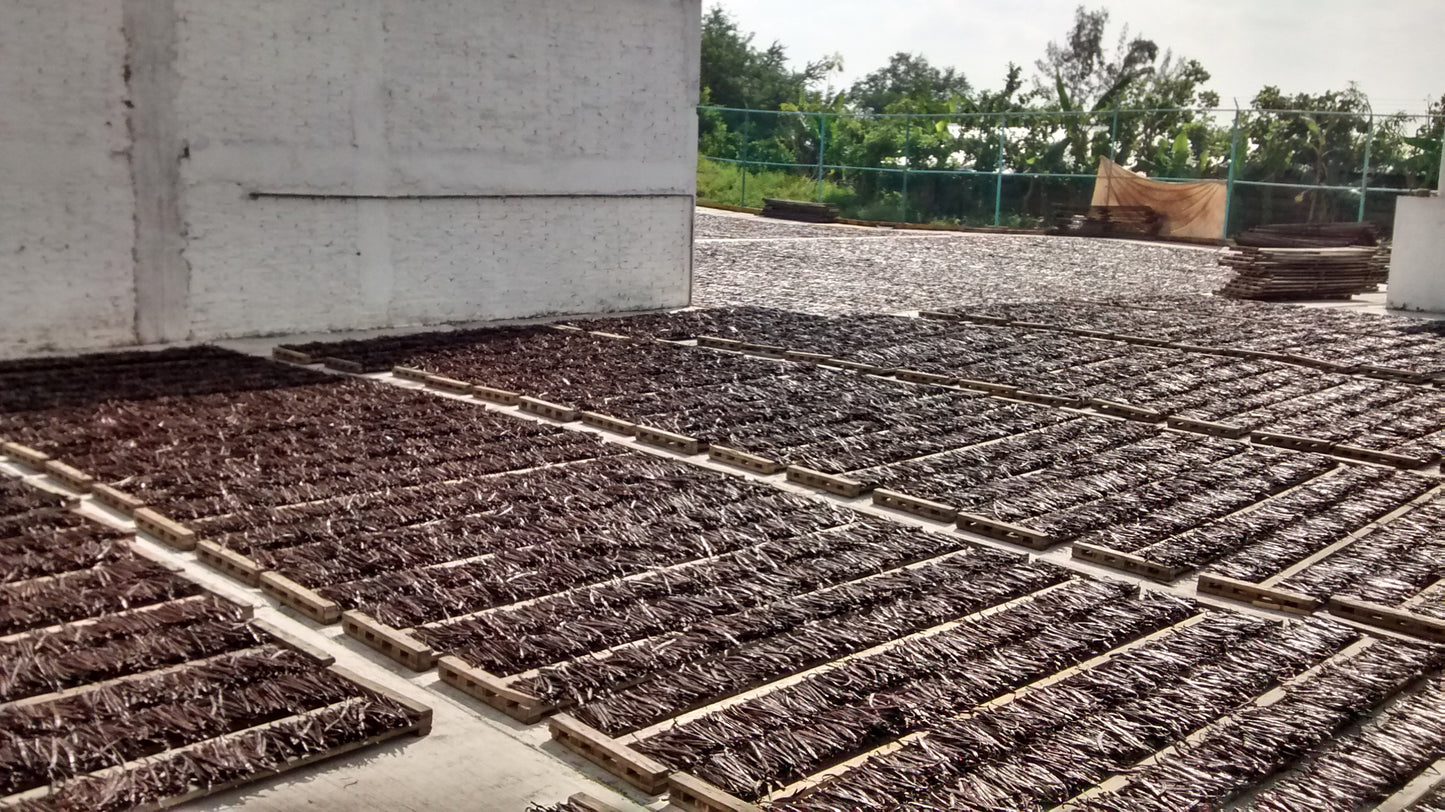 Mexico - Planifolia Vanilla Beans - vanillasoftheworld.com