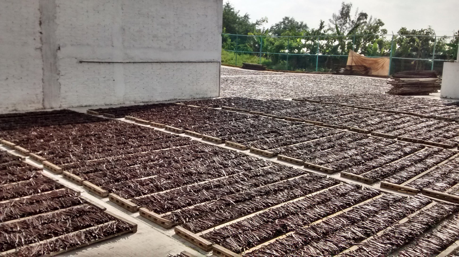 Mexico - Planifolia Vanilla Beans - vanillasoftheworld.com