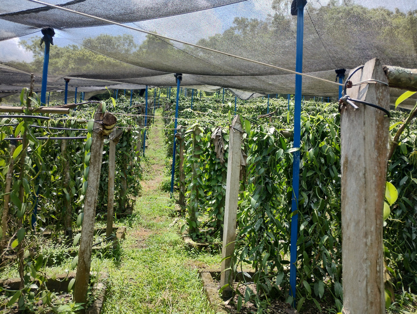 Mexico - Planifolia Vanilla Beans - vanillasoftheworld.com