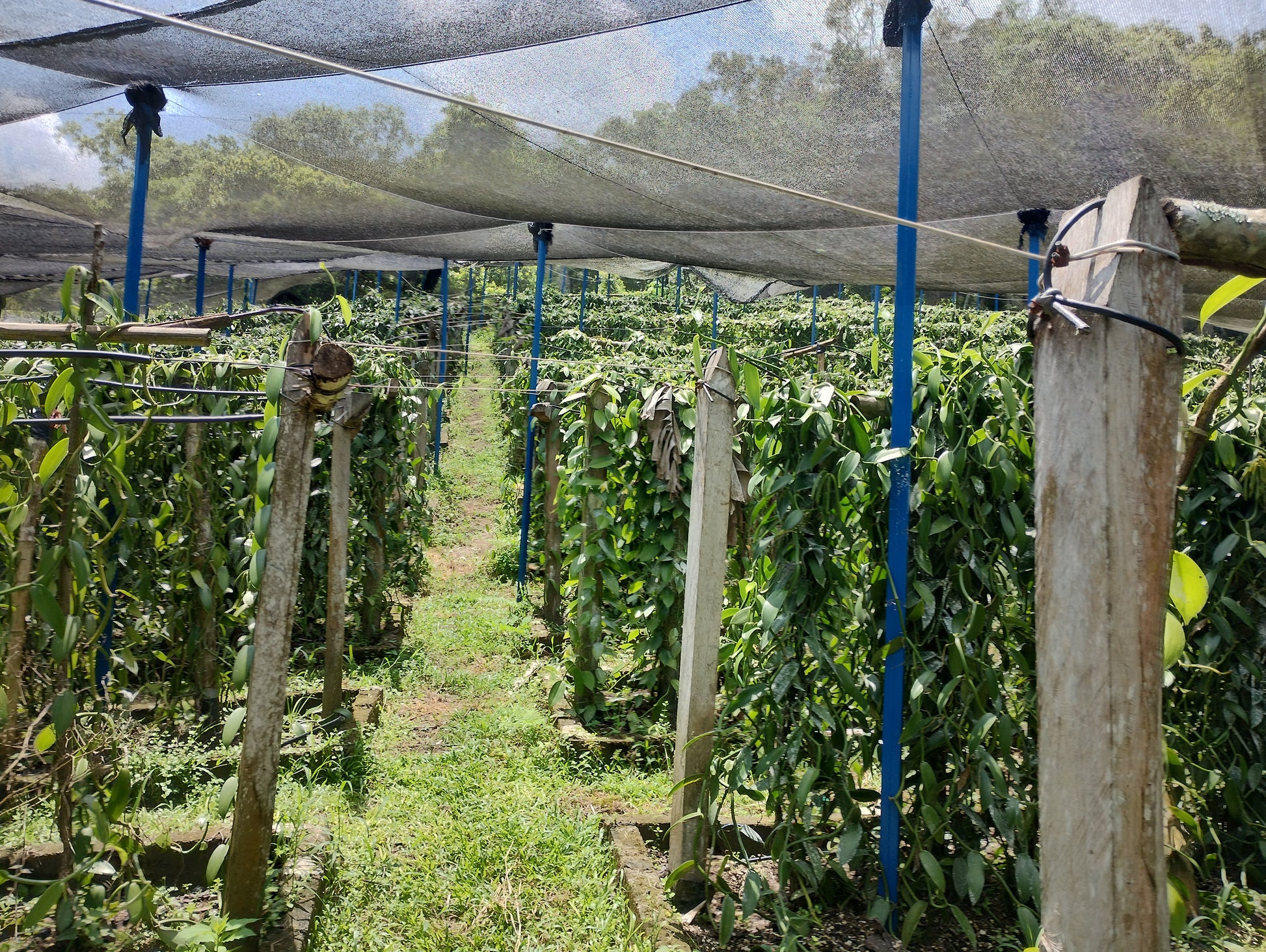 Mexico - Planifolia Vanilla Beans - vanillasoftheworld.com