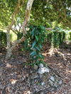 New Caledonia - Pompona Vanilla Beans - vanillasoftheworld.com