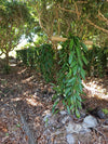 New Caledonia - Planifolia Vanilla Beans - vanillasoftheworld.com