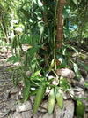 New Caledonia - Pompona Vanilla Beans - vanillasoftheworld.com