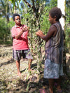 Papua New Guinea (PNG) - Planifolia Vanilla Beans - vanillasoftheworld.com