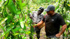 Papua New Guinea (PNG) - Planifolia Vanilla Beans - vanillasoftheworld.com