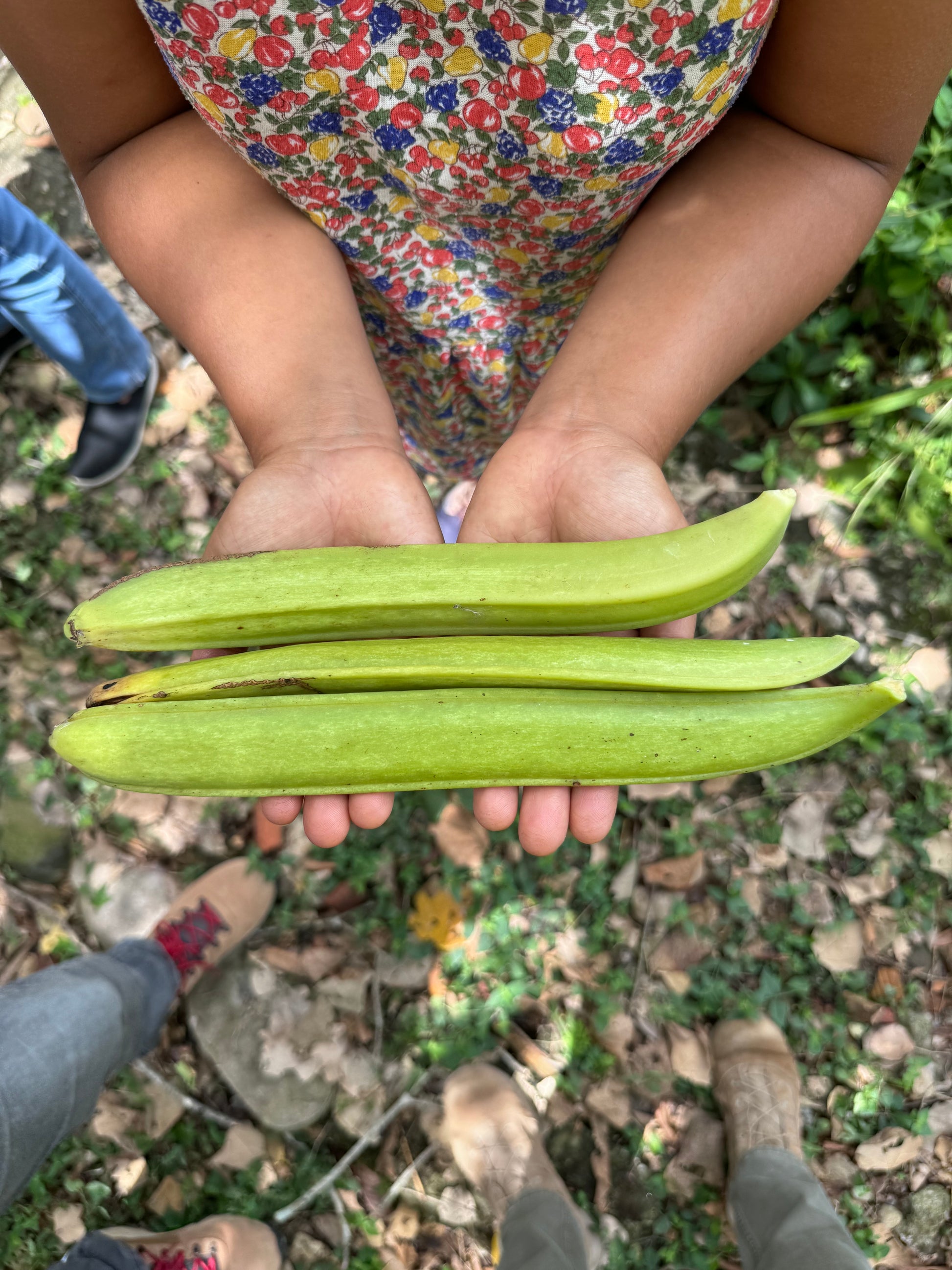 Peru - Pompona Vanilla Beans - vanillasoftheworld.com