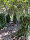 Philippines - Planifolia Vanilla Beans - vanillasoftheworld.com