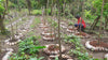 Philippines - Planifolia Vanilla Beans - vanillasoftheworld.com