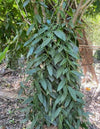 Philippines - Planifolia Vanilla Beans - vanillasoftheworld.com