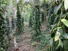 Sri Lanka - Planifolia Vanilla Beans - Certified Organic - vanillasoftheworld.com