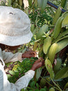 Sri Lanka - Planifolia Vanilla Beans - Certified Organic - vanillasoftheworld.com