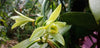 Sri Lanka - Planifolia Vanilla Beans - Certified Organic - vanillasoftheworld.com