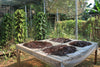 Sao Tome & Principe - Planifolia Vanilla Beans - vanillasoftheworld.com