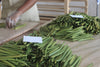Sao Tome & Principe - Planifolia Vanilla Beans - vanillasoftheworld.com
