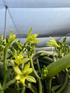 Taiwan - Planifolia Vanilla Beans - vanillasoftheworld.com