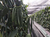 Taiwan - Pompona Vanilla Beans - vanillasoftheworld.com