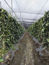 Taiwan - Planifolia Vanilla Beans - vanillasoftheworld.com