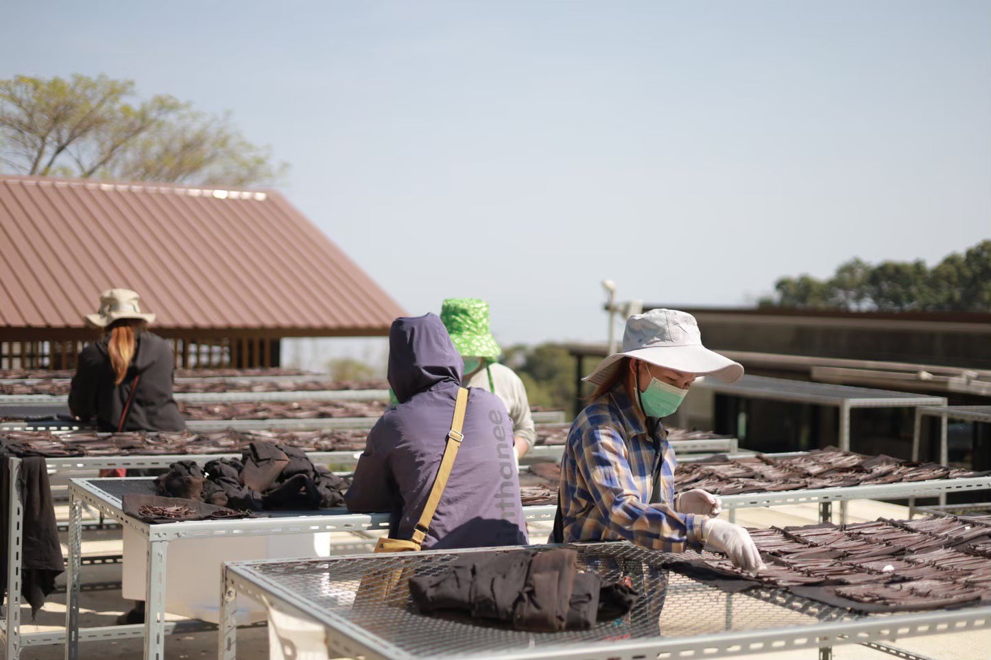Thailand - Planifolia Vanilla Beans
