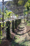 Thailand - Planifolia Vanilla Beans - vanillasoftheworld.com