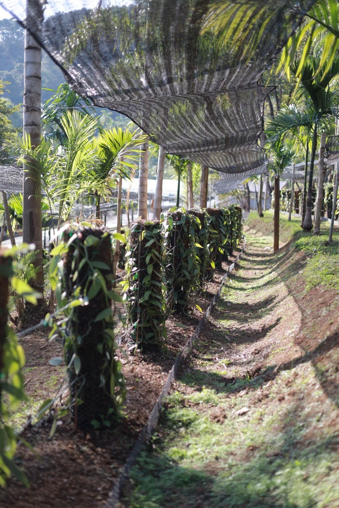 Thailand - Planifolia Vanilla Beans