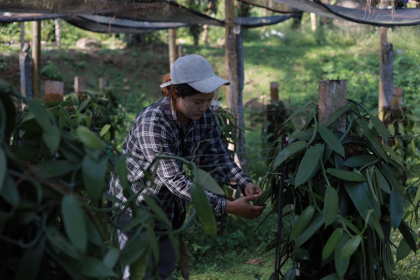 Thailand - Planifolia Vanilla Beans