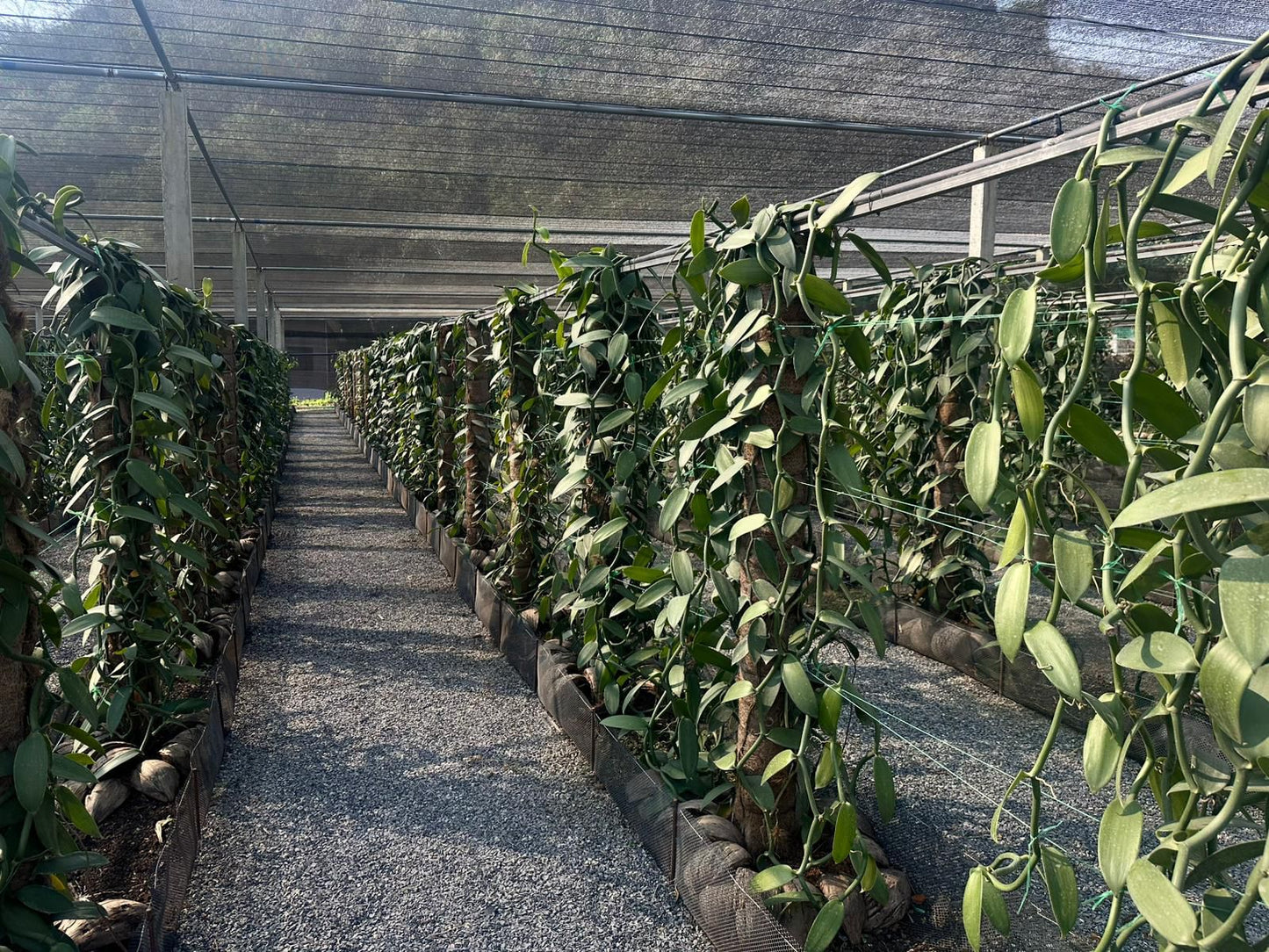 Thailand - Planifolia Vanilla Beans - vanillasoftheworld.com