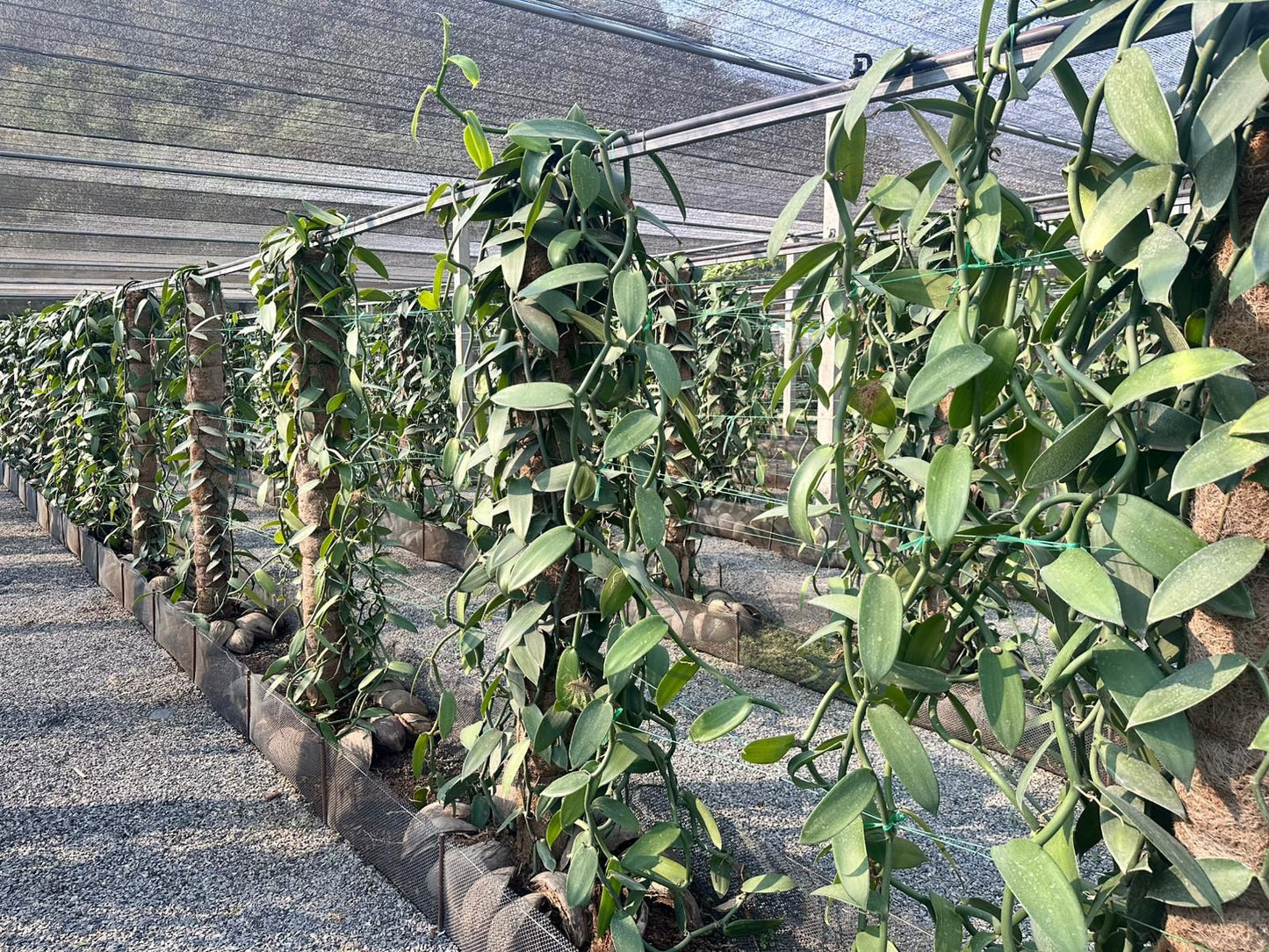 Thailand - Planifolia Vanilla Beans - vanillasoftheworld.com